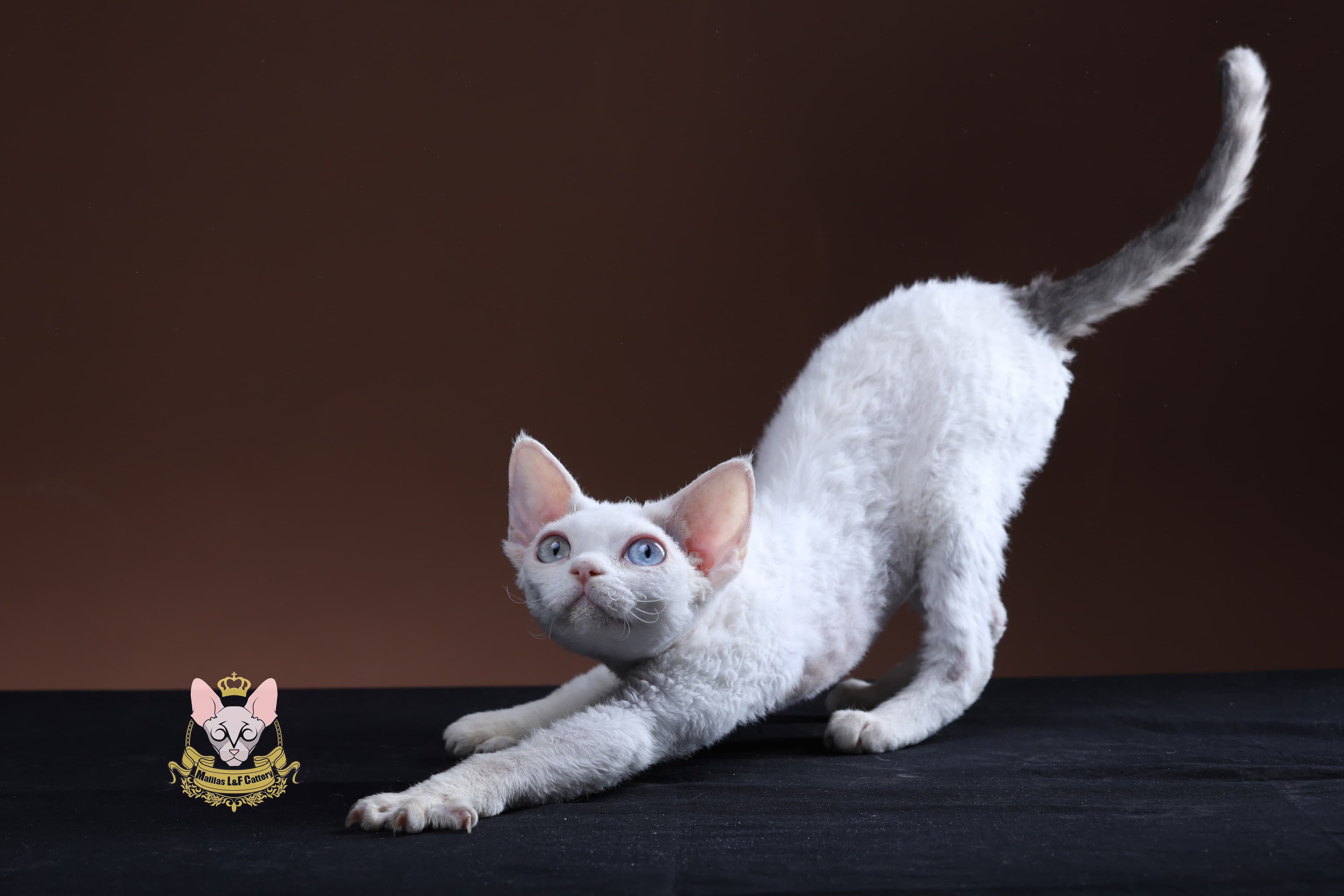 Devon Rex cat